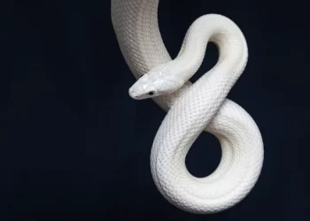 Bu Çılgın Teknoloji Yılan Siborgları Gerçek Hale Getiriyor