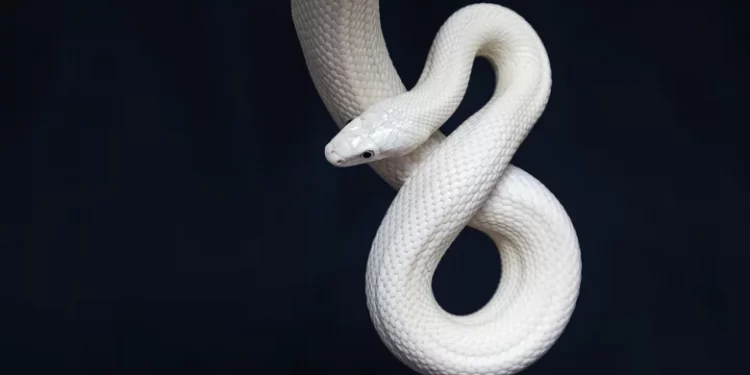 Bu Çılgın Teknoloji Yılan Siborgları Gerçek Hale Getiriyor